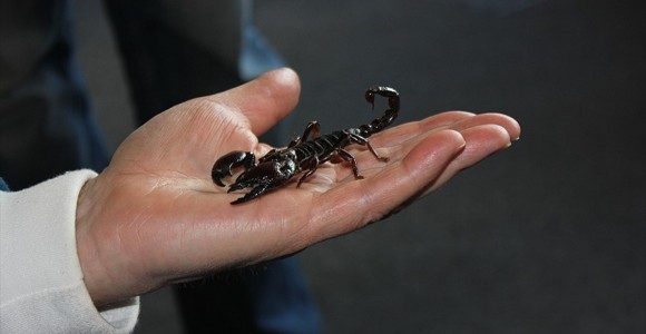 Bir Evde 3 Bin Akrep Ele Geçirildi