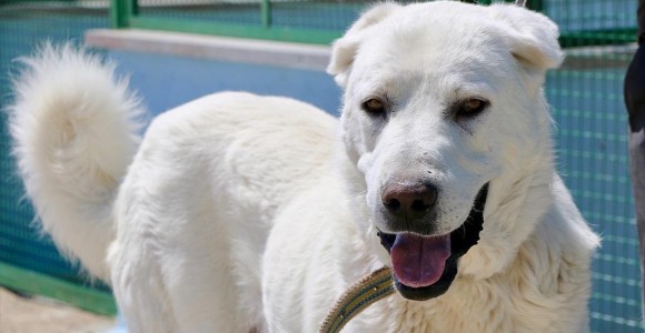 'En İyi Sürü Bekçi Köpeği' Modern Tesiste Yetiştirilecek