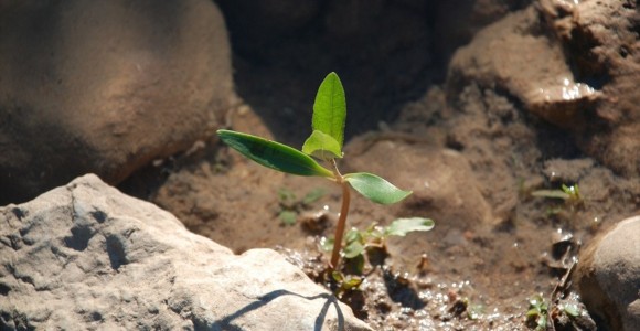 Etiyopya 200 Milyon Fidanla Dünya Rekoru Kıracak
