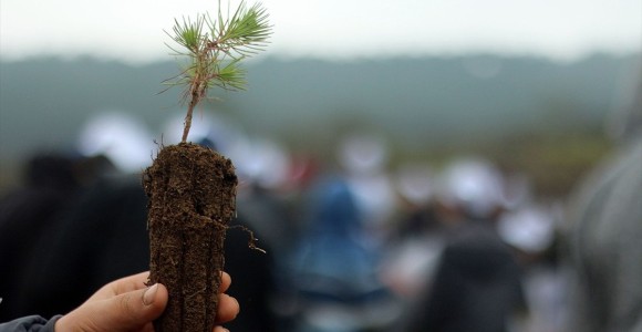 Fidan Dikimi Rekoruna Az Kaldı