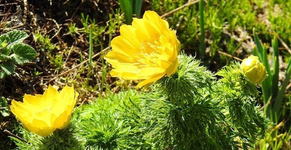 Giresun'da 150 Yıl Sonra Bulundu