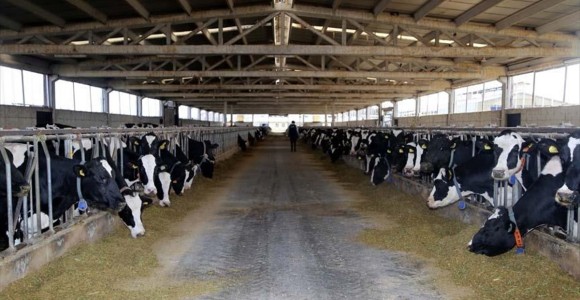 Hayvancılıkta Hibe Desteği