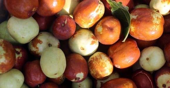 Hünnap Üretimin Artırılması Hedefleniyor