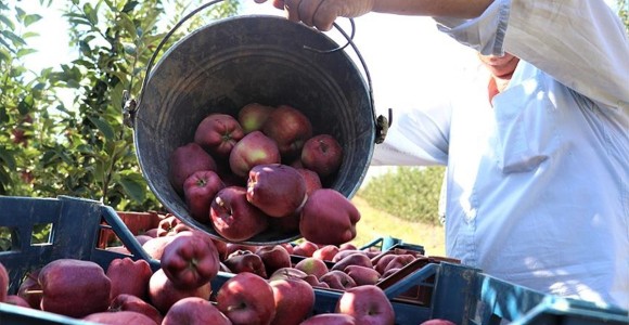 Isparta'da Elma Hasadı Başladı
