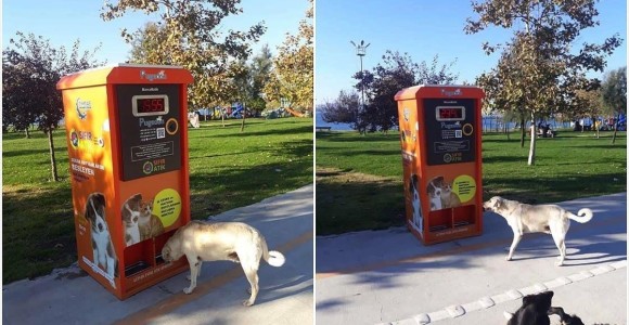 Kışın Sokak Hayvanlarının İmdadına 'mamamatik' Yetişecek