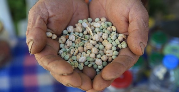 Koronavirüsün Etkisiyle Yerli ve Milli Tohum Kullanımı Artacak