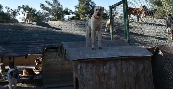 Sokak Hayvanlarının Bakımı Hayvanat Bahçesinden