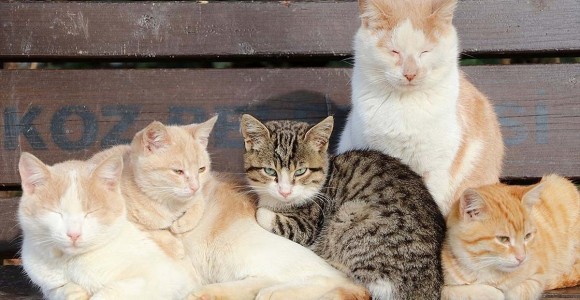 Tarım ve Orman Bakanlığı Sokak Hayvanları İçin Harekete Geçti