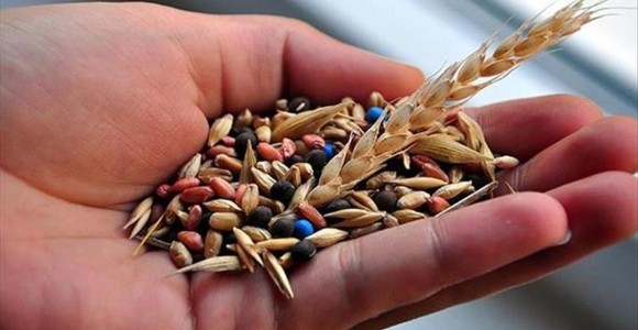 Tescilli Yerli Buğday Çeşitleri Verimi Artıracak