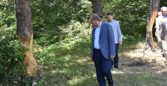 Valilikten Erbaa'da Zarar Verilen Çam Ağaçları İlgili Açıklama