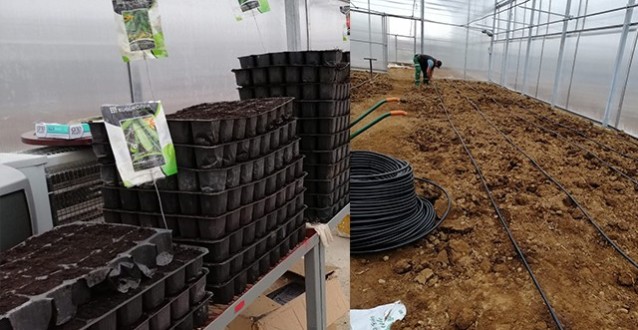 Ardeşen Belediyesi Kendi Sebzesini Üretmeye Başladı