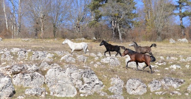 Batı Karadeniz'de Yılkı Atları