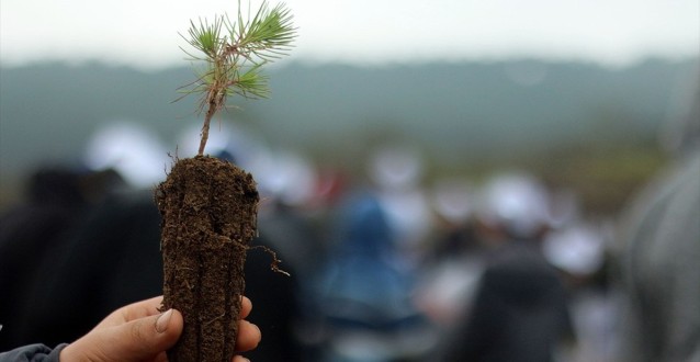 Fidan Dikimi Rekoruna Az Kaldı